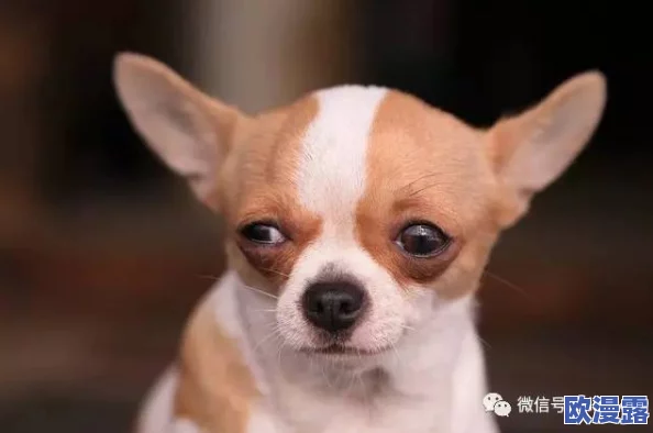 ZoomDogs and humans:狗狗们在视频会议中如何成为人类的最佳伙伴,揭示了它们与主人之间的温馨互动和搞笑瞬间! ZoomDogs and humans:狗狗们在视频会议中如何成为人类的最佳伙伴,揭示了它们与主人之间的温馨互动和搞笑瞬间!