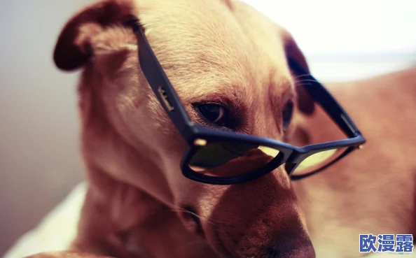 ZoomDogs and humans:狗狗们在视频会议中如何成为人类的最佳伙伴,揭示了它们与主人之间的温馨互动和搞笑瞬间! ZoomDogs and humans:狗狗们在视频会议中如何成为人类的最佳伙伴,揭示了它们与主人之间的温馨互动和搞笑瞬间!