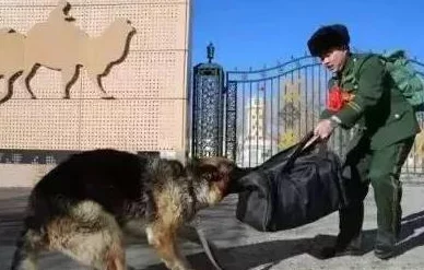 张警犬9分10秒头撞玻璃澎湃,现场目击者惊呼:这场面竟令人心跳加速,难以置信的惊险瞬间! 张警犬9分10秒头撞玻璃澎湃,现场目击者惊呼:这场面竟令人心跳加速,难以置信的惊险瞬间!