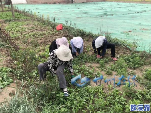 吃花核心我要：探讨如何在日常生活中融入食用花卉，提升饮食的美感与健康价值