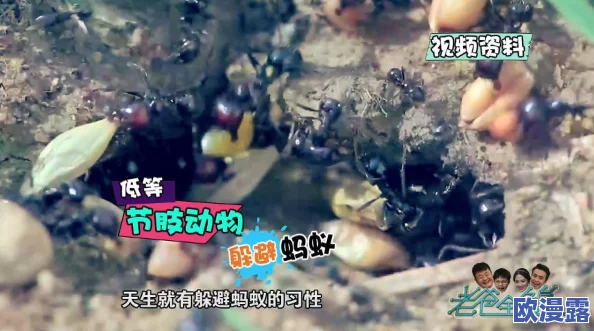 蜘蛛在手，浣熊勿离！刀塔传奇中蜘蛛绝技吊打钛合金强者