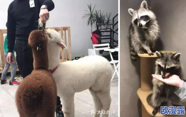 蜘蛛在手，浣熊勿离！刀塔传奇中蜘蛛绝技吊打钛合金强者