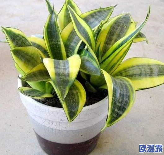 相对湿度po阿司匹林：研究发现环境湿度对阿司匹林稳定性和疗效的影响新动态分析