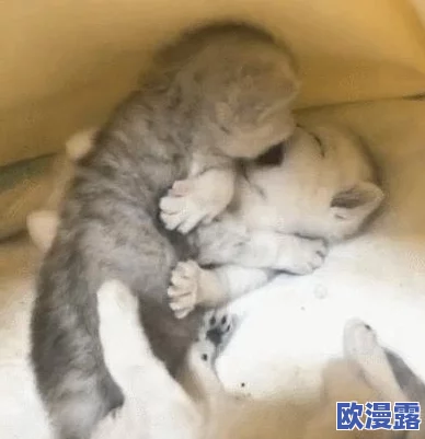 男女一起羞羞羞的动态图,带你领略更多有趣互动与甜蜜瞬间,感受他们之间的默契与欢乐! 男女一起羞羞羞的动态图,带你领略更多有趣互动与甜蜜瞬间,感受他们之间的默契与欢乐!
