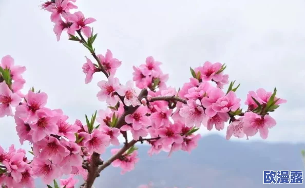 桃花色网:全新社交平台上线,打破传统界限,引领年轻人潮流风向标! 桃花色网:全新社交平台上线,打破传统界限,引领年轻人潮流风向标!