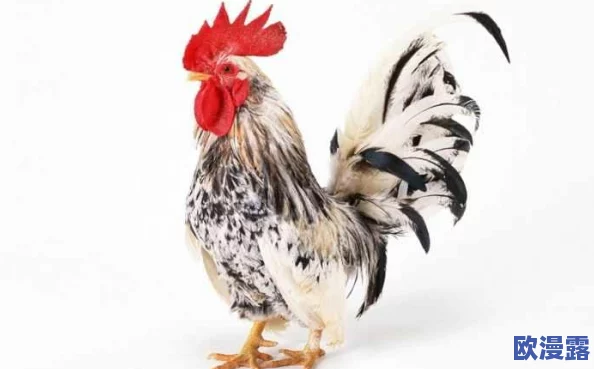 男人用鸡鸡捅女人鸡鸡：最新进展显示双方已达成和解，事件引发社会广泛讨论与反思