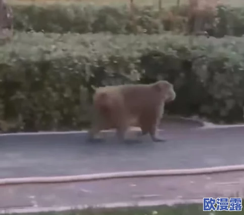 欧洲女人与动物交配:许多网友对此表示震惊,认为这种行为不可接受,呼吁加强对动物权益的保护 欧洲女人与动物交配:许多网友对此表示震惊,认为这种行为不可接受,呼吁加强对动物权益的保护