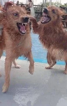 《魔法英雄传》地狱犬英雄深度解析：独特技能介绍与实战应用