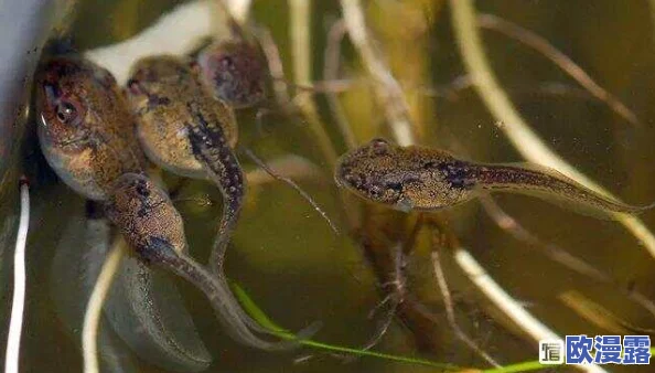 91 丨PORNY丨蝌蚪新疆:惊天发现!新疆蝌蚪体内竟隐藏古老物种基因,科学界为之震动! 91 丨PORNY丨蝌蚪新疆:惊天发现!新疆蝌蚪体内竟隐藏古老物种基因,科学界为之震动!