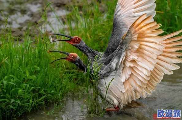 探索人与禽类之间的奇妙关系:从生物学到文化的多维度解读与思考 探索人与禽类之间的奇妙关系:从生物学到文化的多维度解读与思考