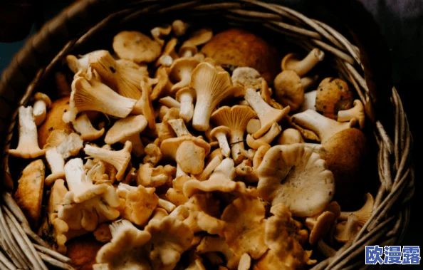 蘑菇,这种食材真是太神奇了,不仅美味,还有很多营养价值,值得尝试! 蘑菇,这种食材真是太神奇了,不仅美味,还有很多营养价值,值得尝试!