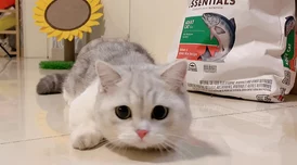 小黄猫星空传媒映人口，网友纷纷表示期待更多精彩内容的发布与分享