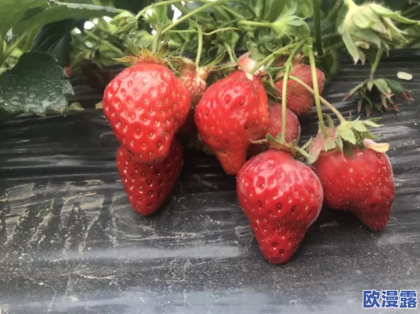 草莓污网站,内容丰富多样,但有些资源可能不太适合所有人观看 草莓污网站,内容丰富多样,但有些资源可能不太适合所有人观看