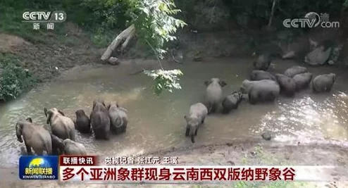 免费看黄的软件,虽然吸引眼球,但安全性和内容质量值得深思 免费看黄的软件,虽然吸引眼球,但安全性和内容质量值得深思
