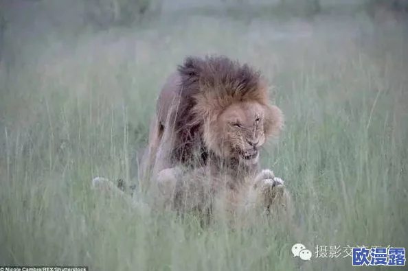 配种强行很爽的视频通过分享积极向上的内容，我们可以更好地理解生命的奇妙与自然的和谐，促进人与自然的和谐共生