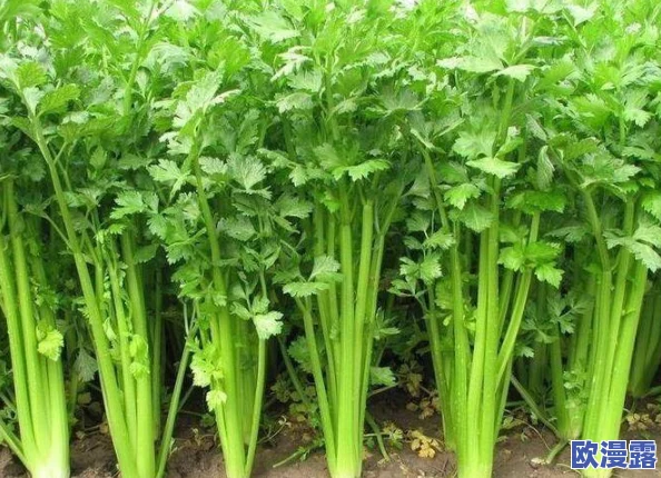 《我的世界》中海豚的喂养技巧与饮食偏好:揭秘它们爱吃的食物 《我的世界》中海豚的喂养技巧与饮食偏好:揭秘它们爱吃的食物