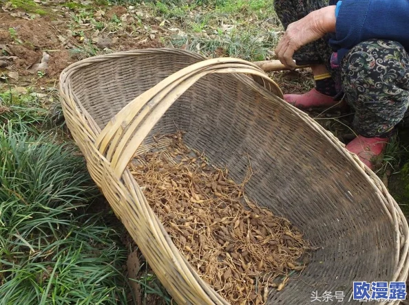 久草福利在线资源站在积极推动社会正能量传播方面发挥了重要作用，鼓励大家关注生活中的美好与希望，共同创造更好的未来